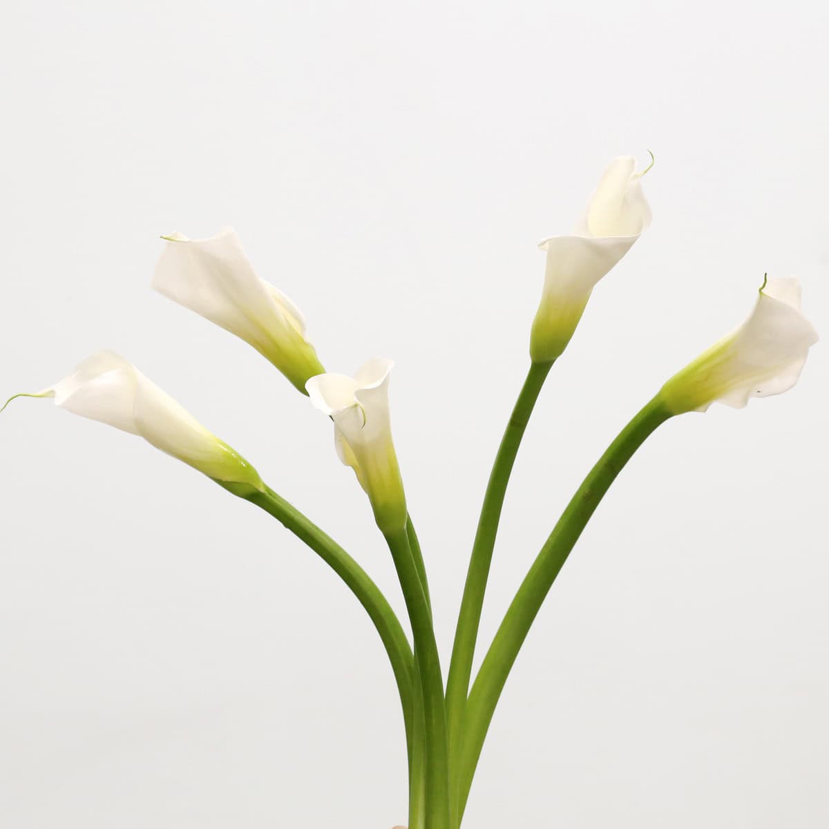 Open cut white calla lilies with long green stems