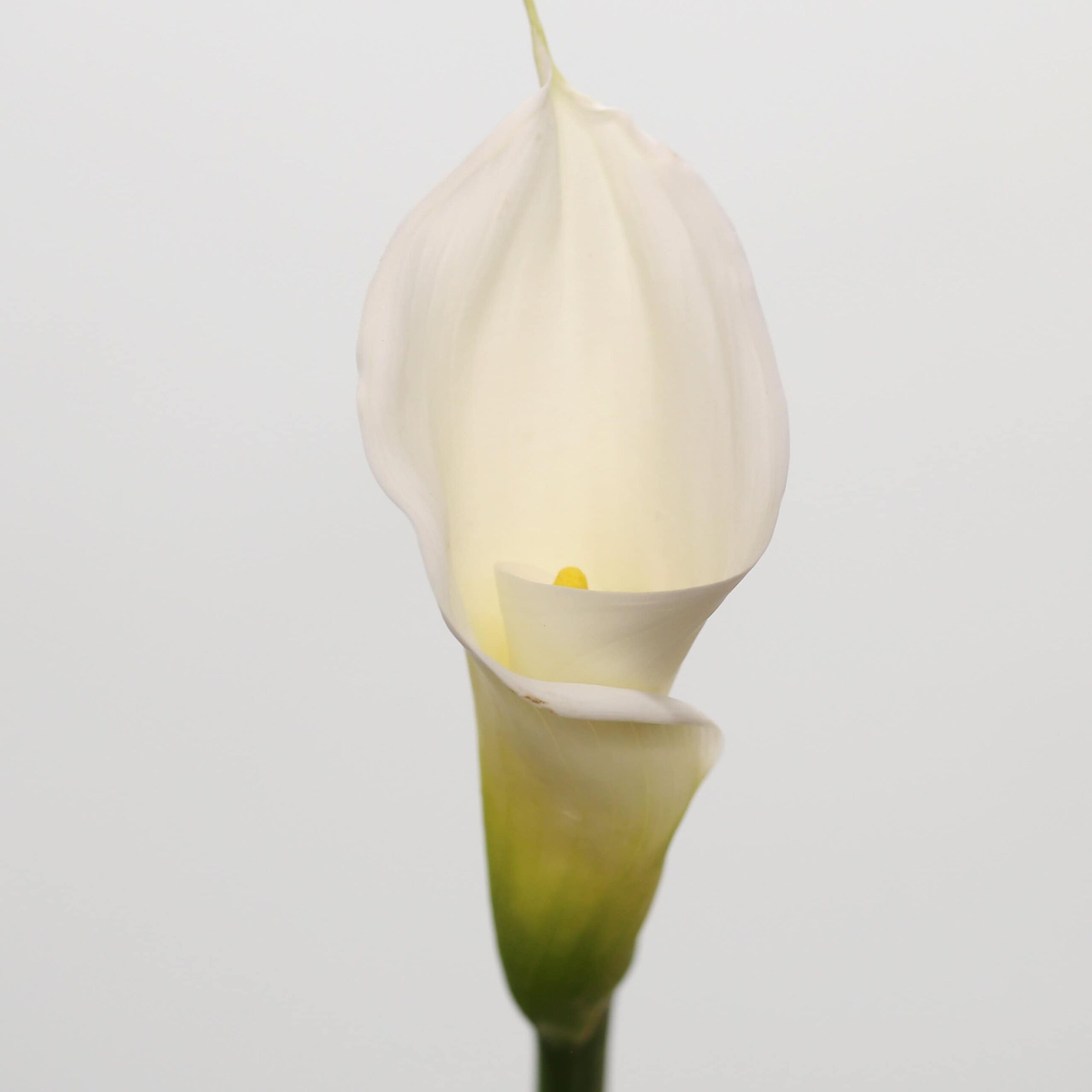 Close-up of an open cut white calla lily flower