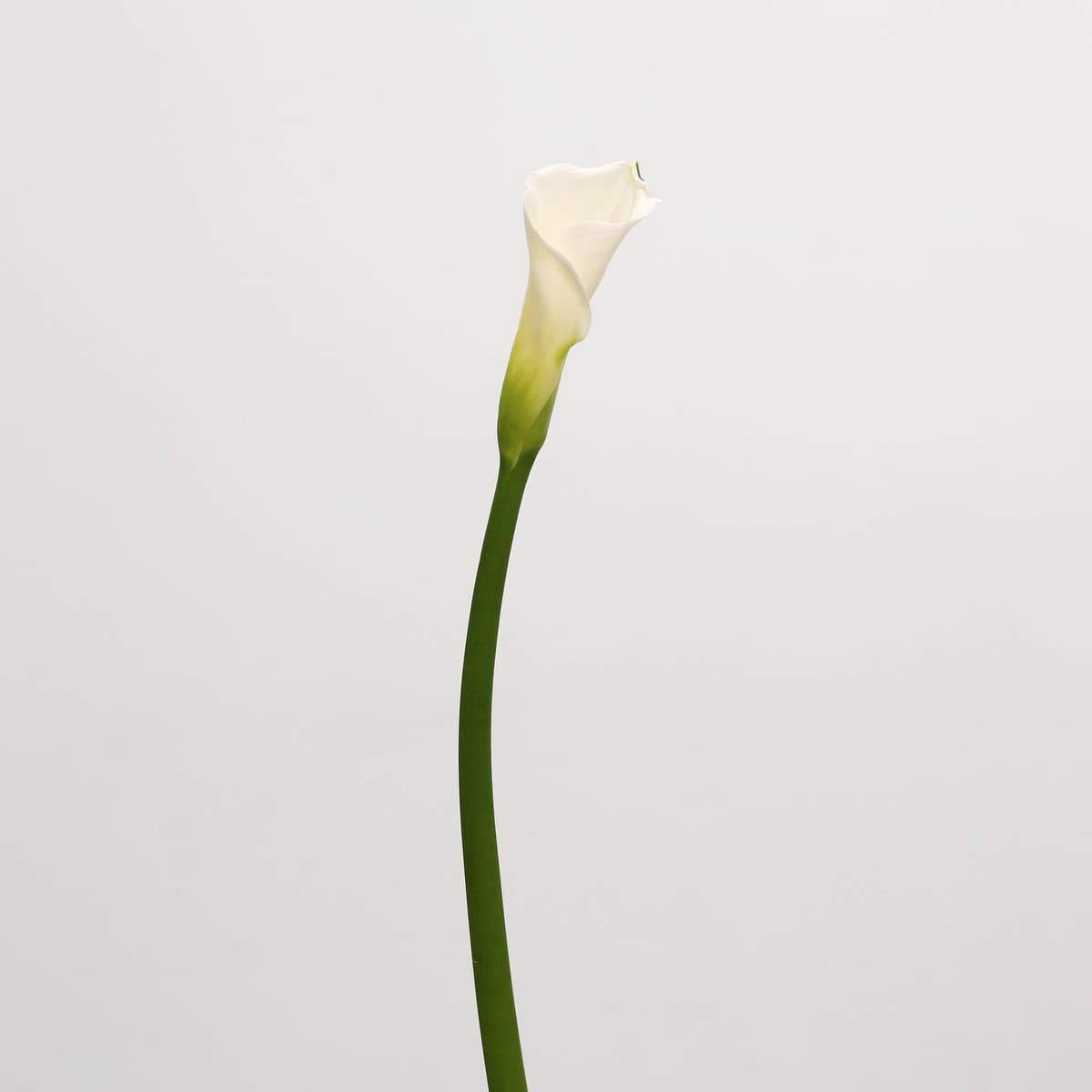 Single stem of an open cut white calla lily