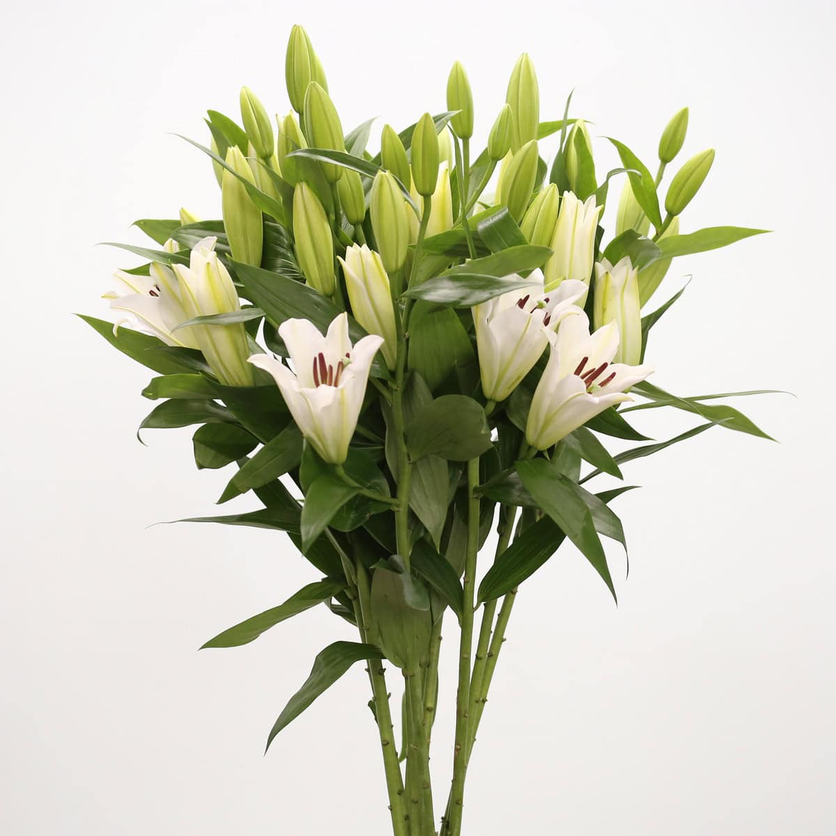 Fresh white Oriental lilies sold in bunches of 10 stems from Mexico
