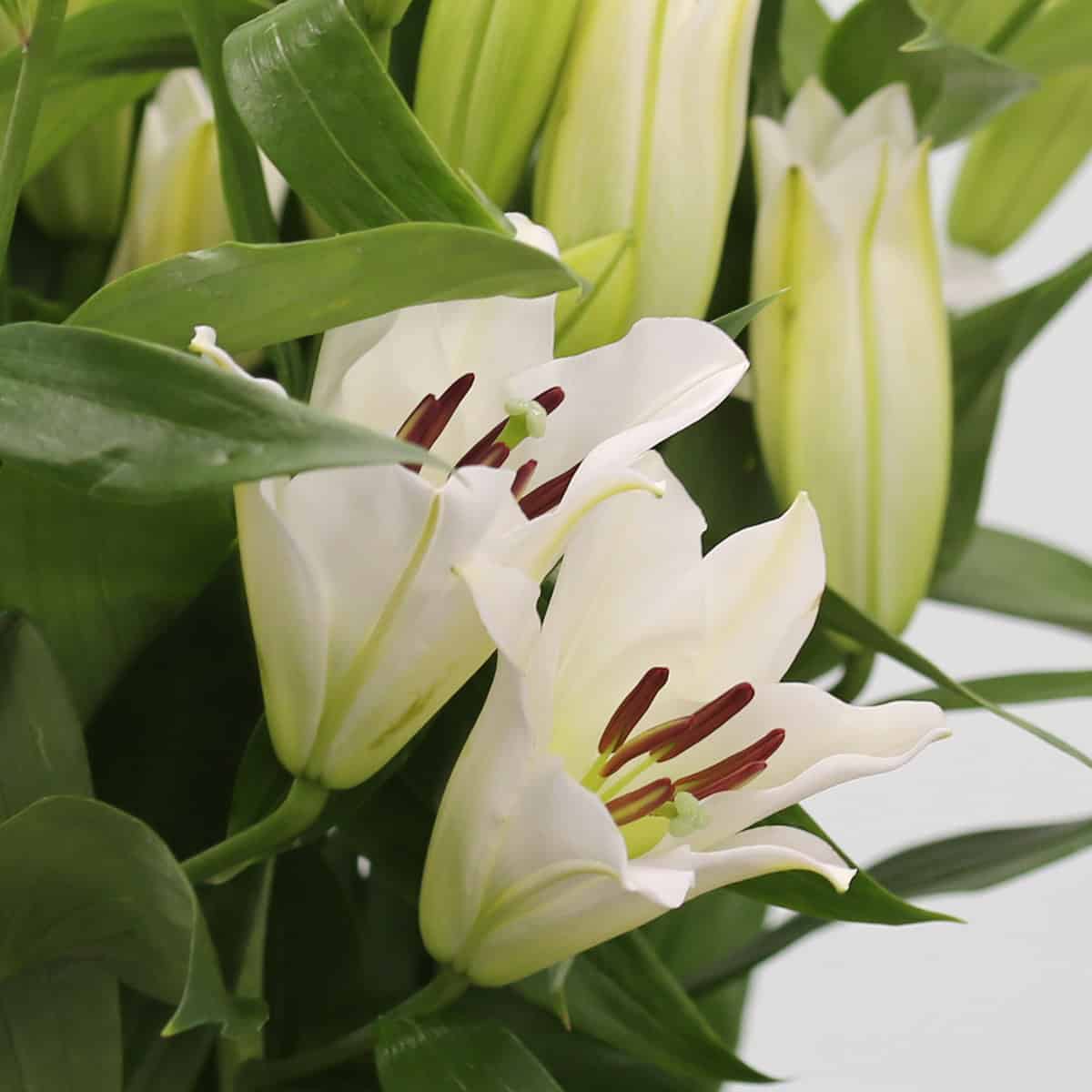 Close-up of fragrant white Oriental lily blooms