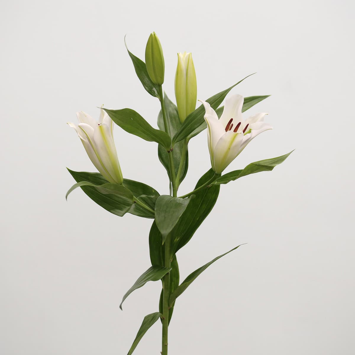 Single stem of a white Oriental lily with buds and open blooms