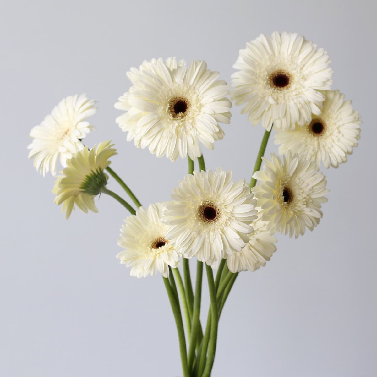 Snow King White Gerberas arranged in a bouquet featuring elegant white blooms for weddings, sympathy flowers, and DIY floral arrangements.