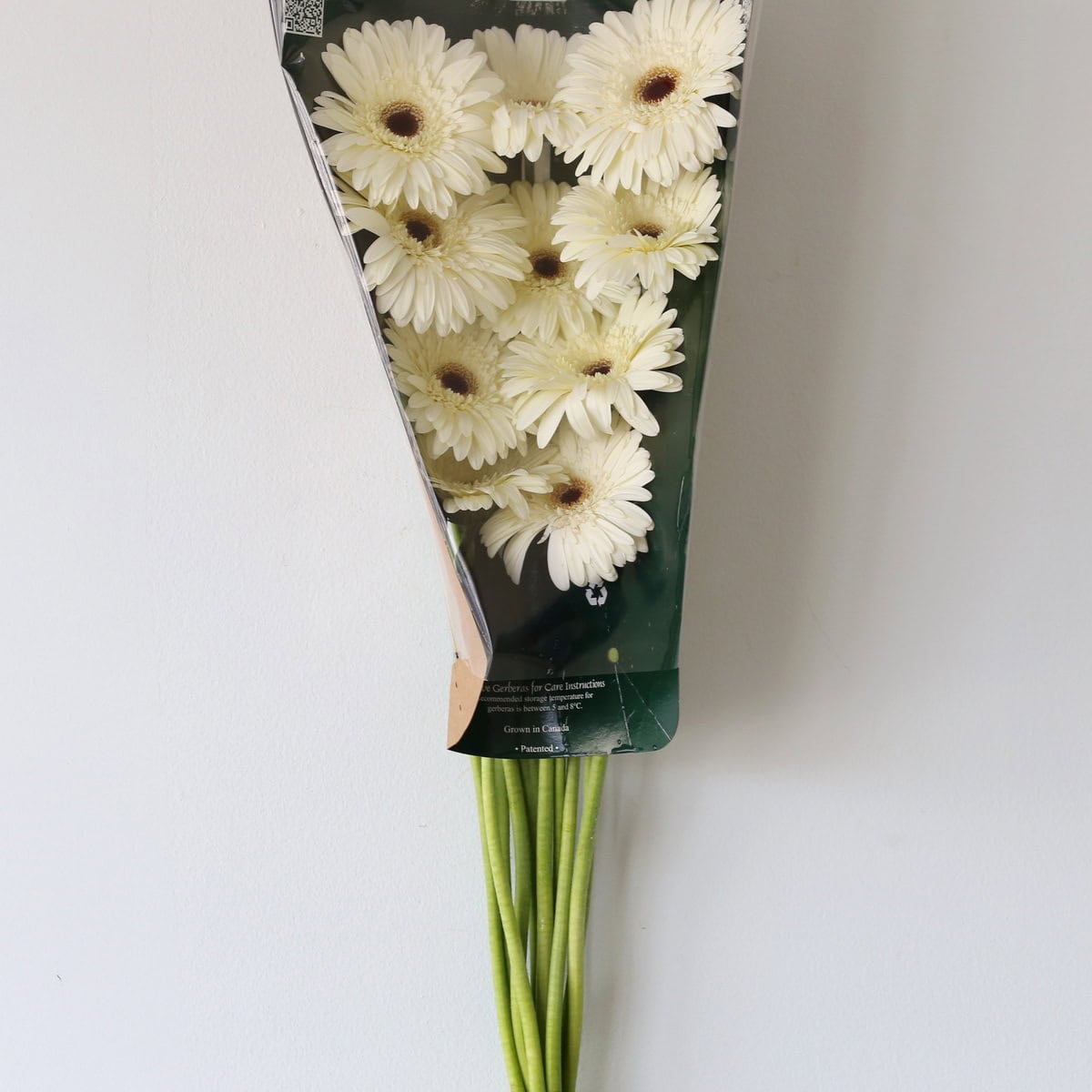 Bunch of Snow King White Gerberas wrapped for shipping, sold in bulk for weddings and events.