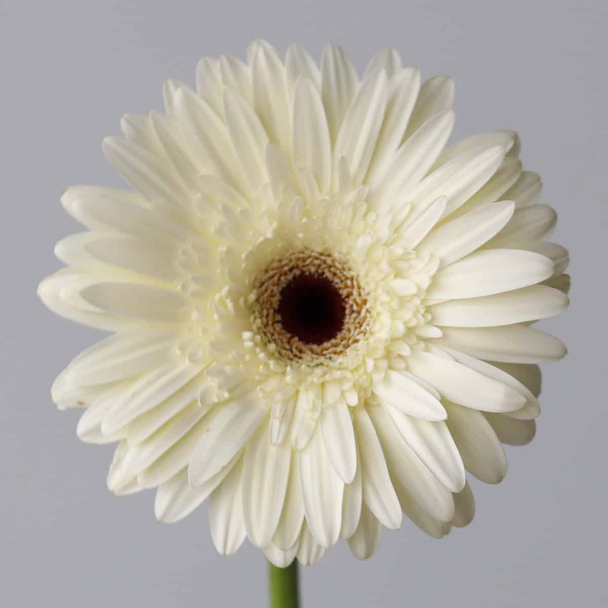 Close-up of a Snow King White Gerbera showcasing its pure white petals and detailed center.