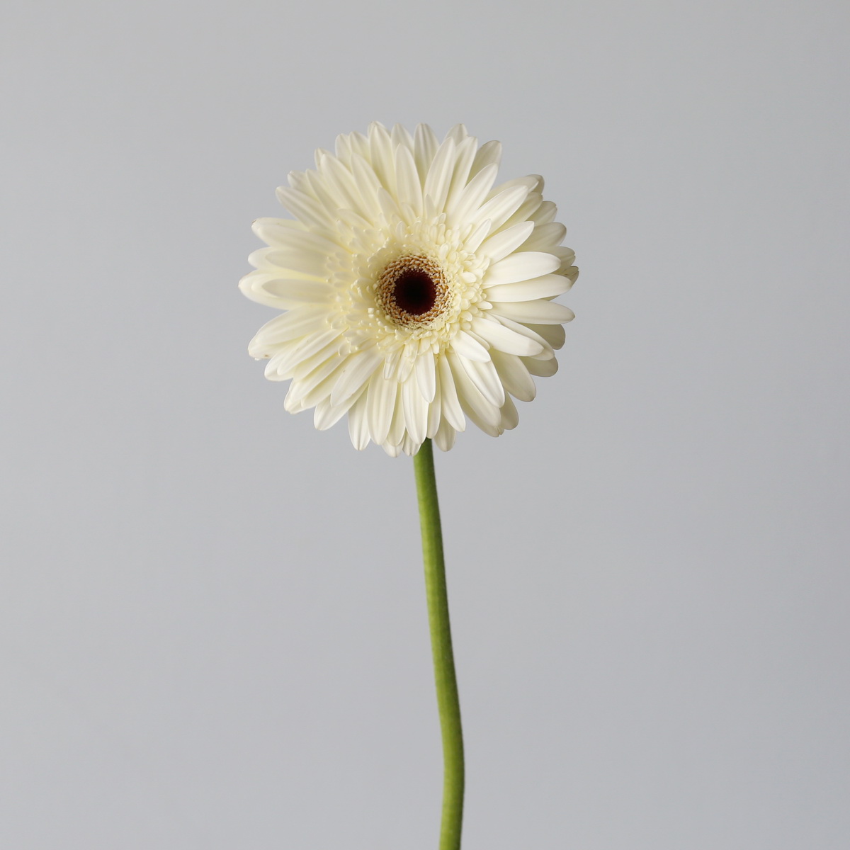 Single Snow King White Gerbera flower with pure white petals and a long stem, sold as part of bulk gerbera bunches.