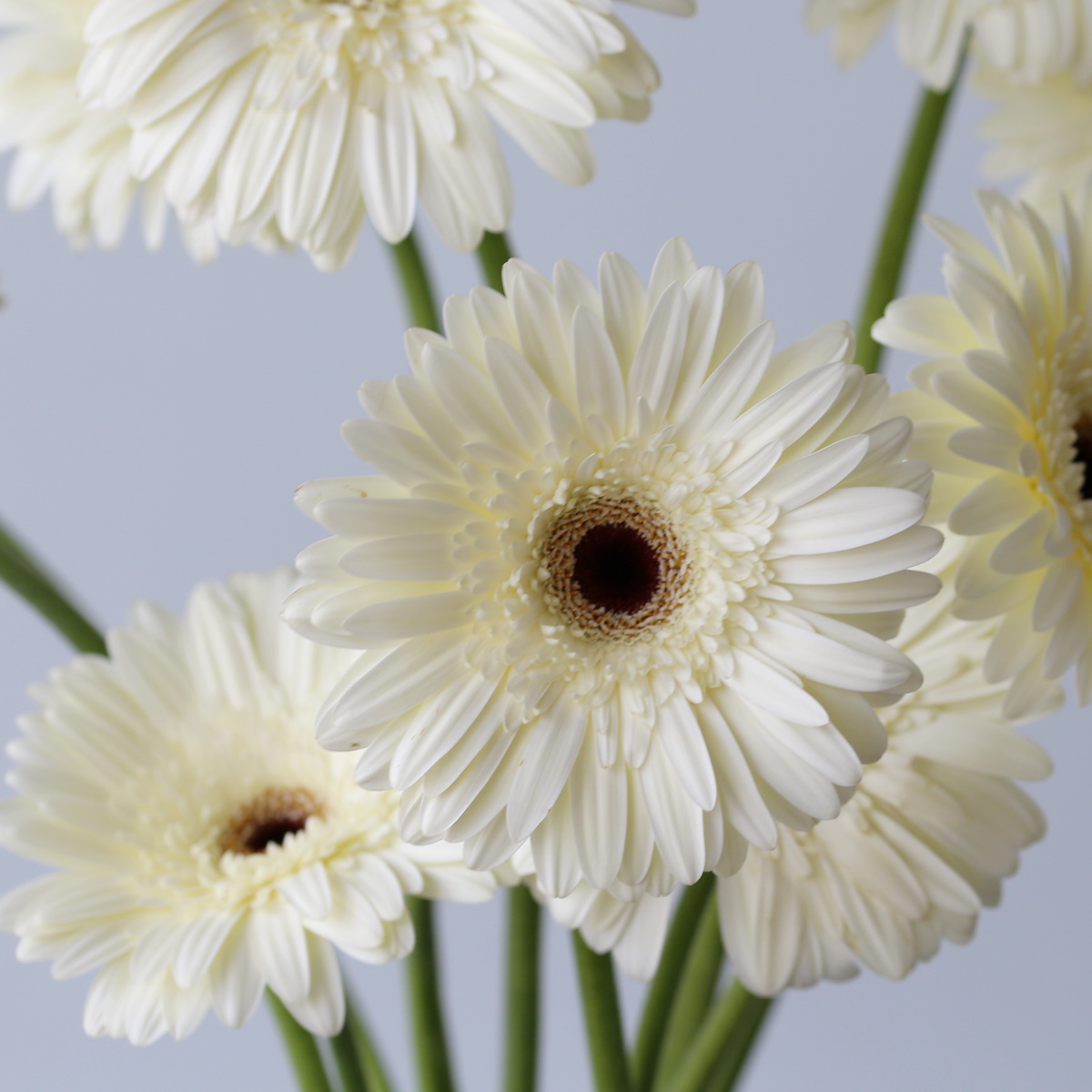 Snow King White Gerberas arranged together showcasing multiple elegant white blooms.