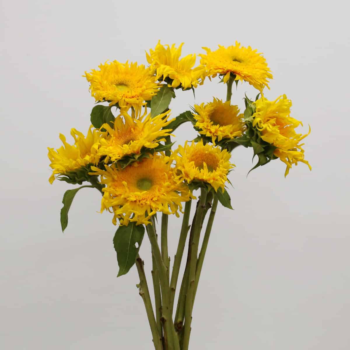 Bunch of Teddy Bear Sunflowers featuring unique fluffy yellow blooms with green-yellow centers for weddings, events, and DIY floral arrangements.