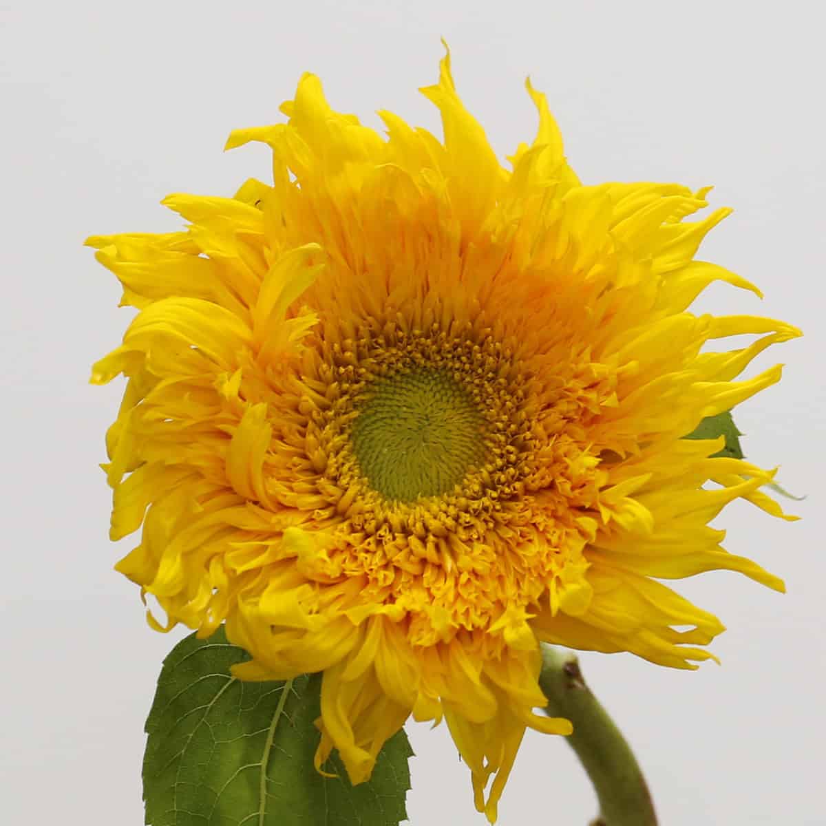 Close-up of a Teddy Bear Sunflower showcasing its fluffy yellow petals and unique green-yellow center.