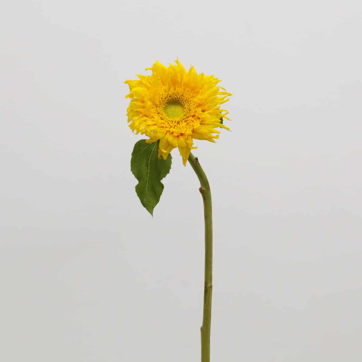 Single Teddy Bear Sunflower with a long stem and fluffy yellow bloom, sold as part of bulk sunflower bunches.