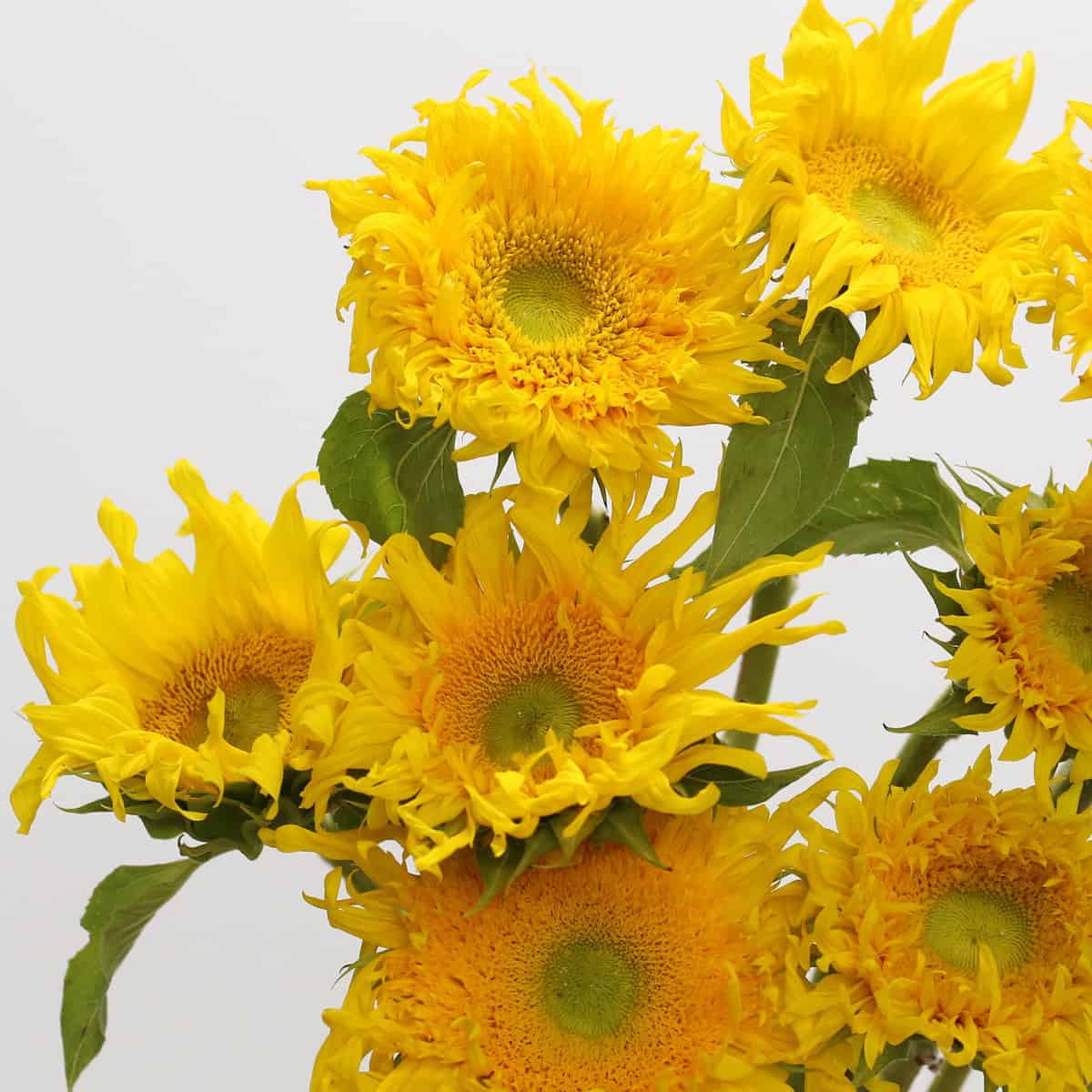 Cluster of Teddy Bear Sunflowers showcasing their unique fluffy yellow petals and green-yellow centers.