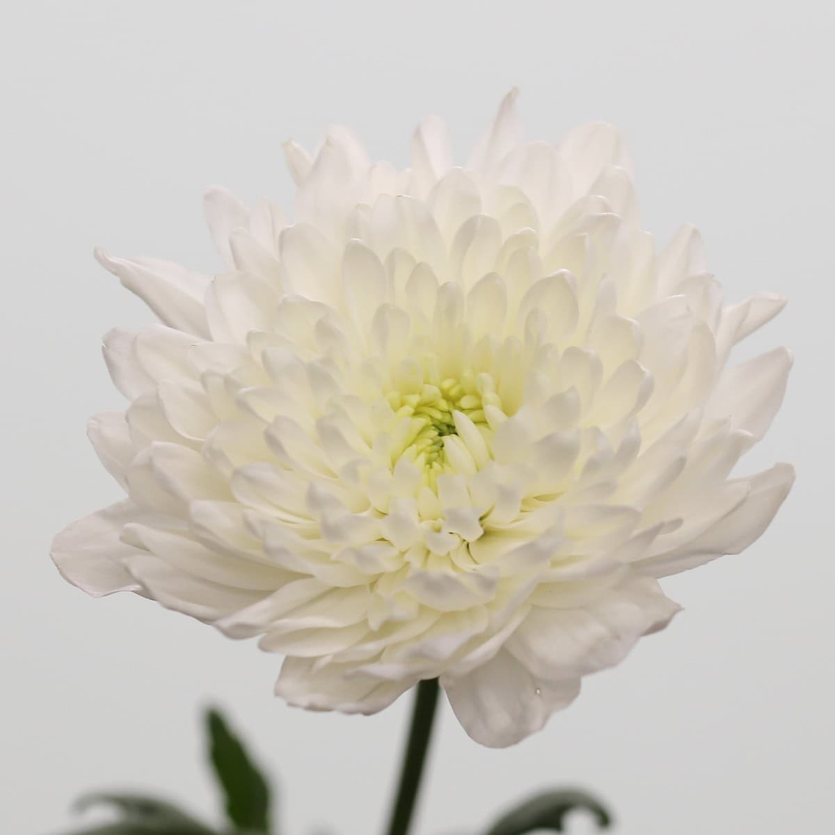 Close-up of a White Cremon Disbud Chrysanthemum showing its full layered petals and rounded bloom.