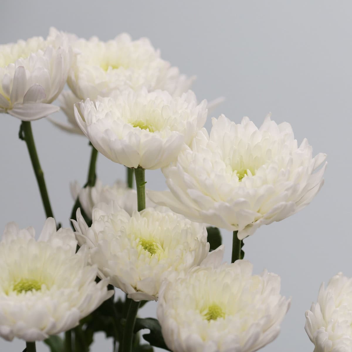 Cluster of White Cremon Disbud Chrysanthemums displaying large white blooms with full rounded petals.