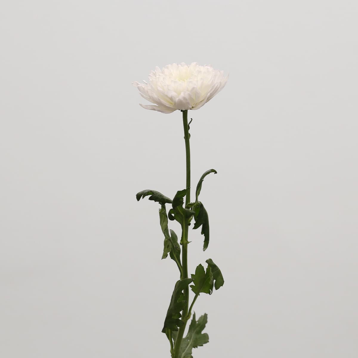 Single stem White Cremon Disbud Chrysanthemum with one large white bloom on a long florist-quality stem.