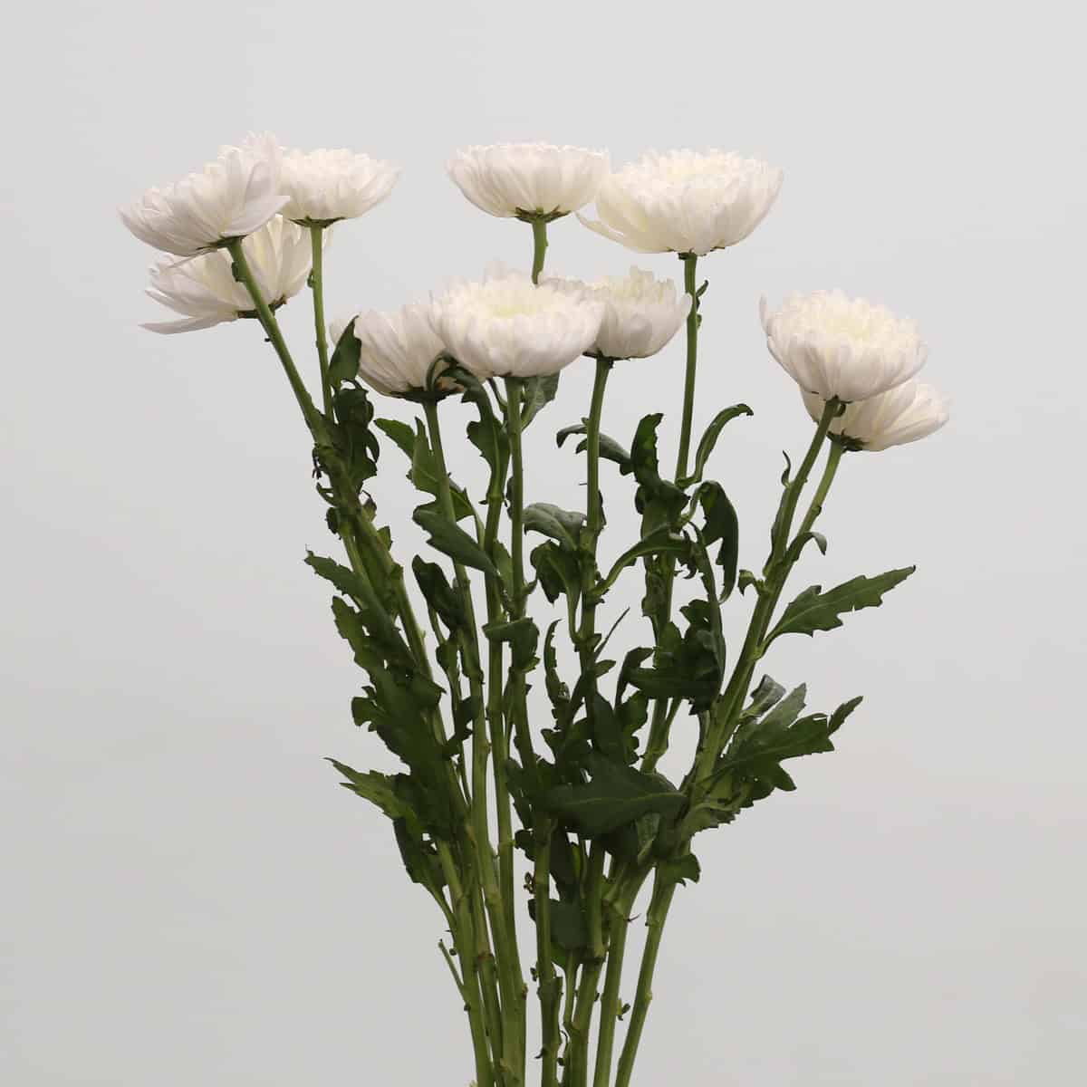 White Cremon Disbud Chrysanthemums bulk bunch with large white blooms for weddings, sympathy flowers, and event floral arrangements.