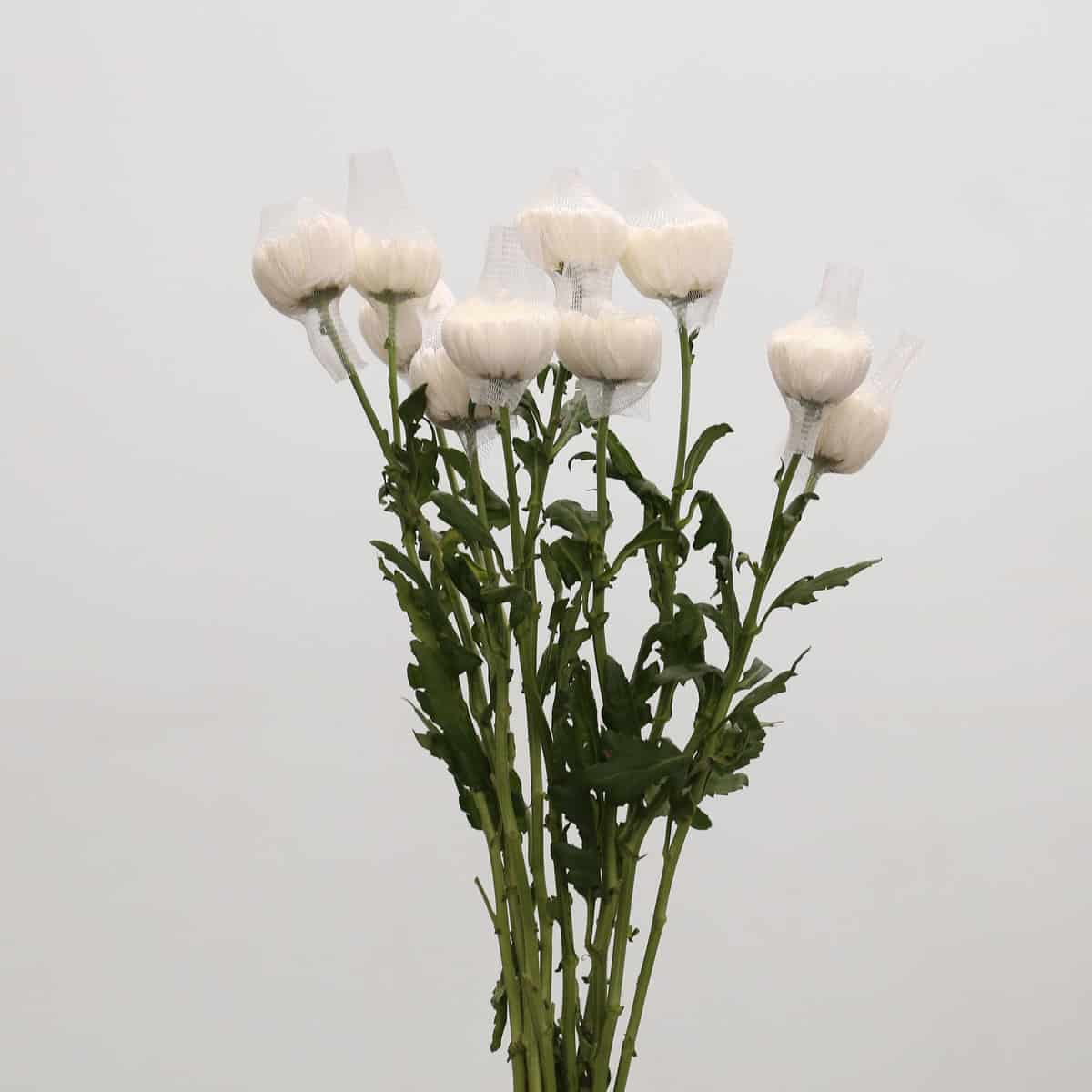 White Cremon Disbud Chrysanthemums with protective mesh nets preserving bloom shape during shipping.