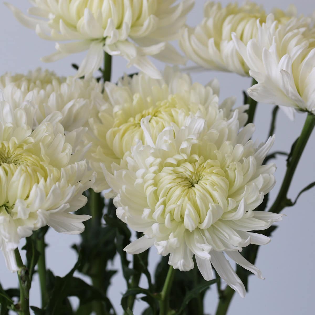 White Magnum Chrysanthemums arranged together showcasing their large white blooms.