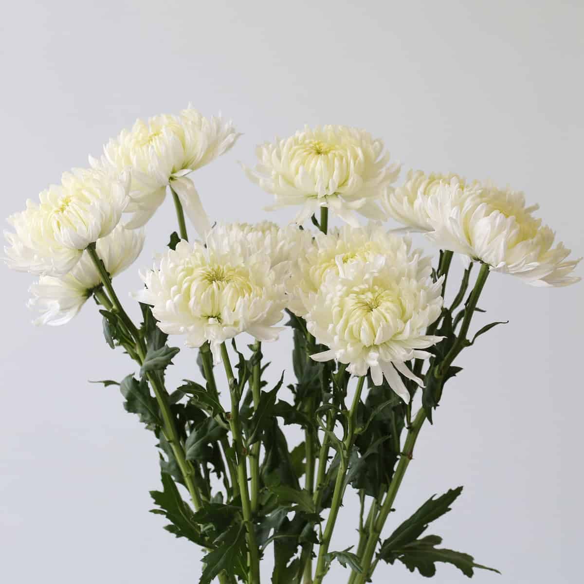 Bouquet of White Magnum Chrysanthemums featuring oversized white blooms for weddings and elegant floral arrangements.