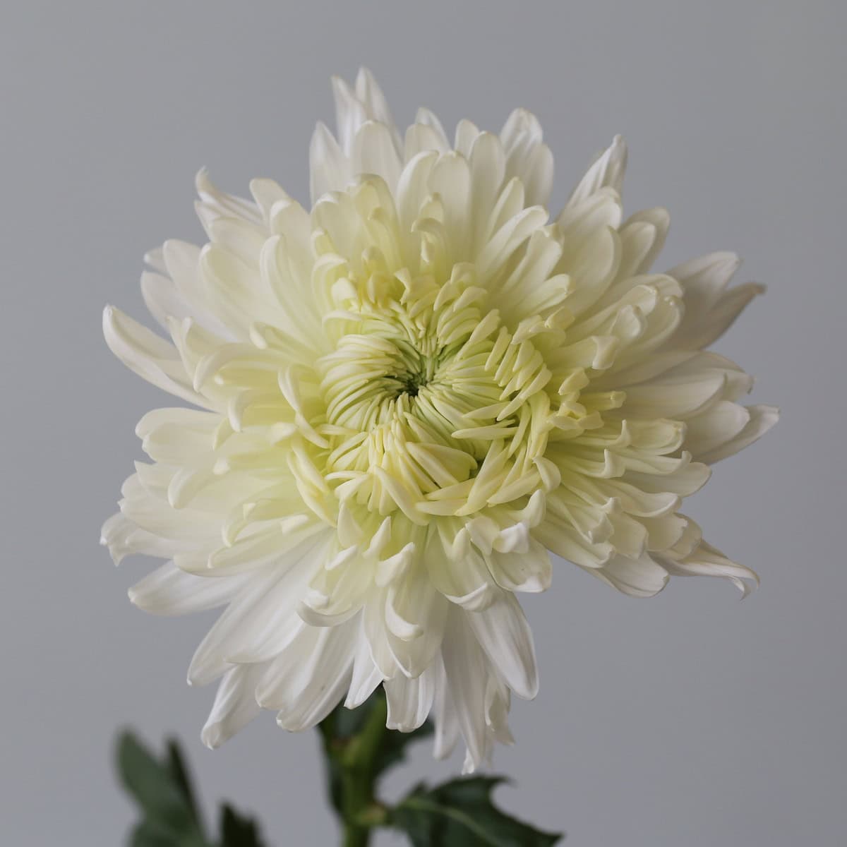 White Magnum Chrysanthemums with protective netting covering oversized blooms before opening