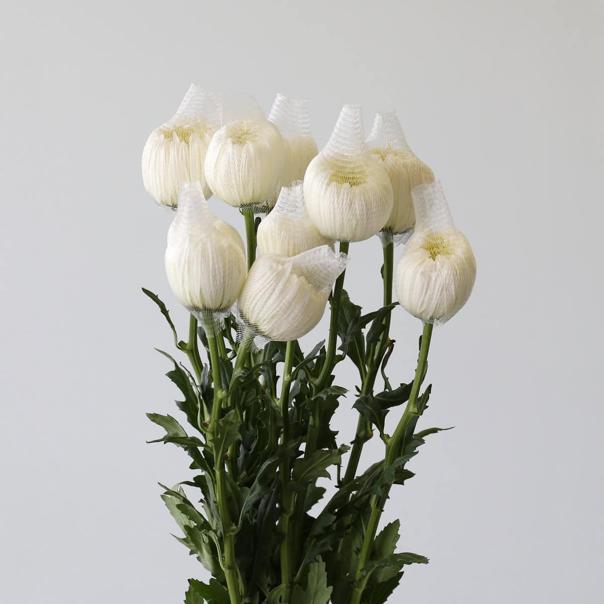 White Magnum Chrysanthemum