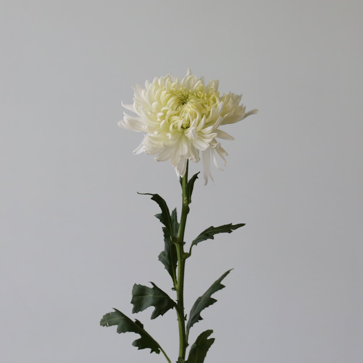 Single White Magnum Chrysanthemum with an oversized white bloom on a sturdy stem.