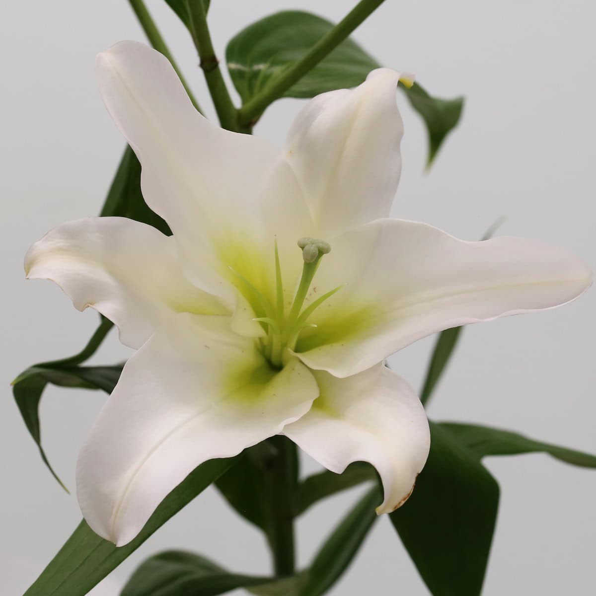 Close-up of a white Oriental lily bloom