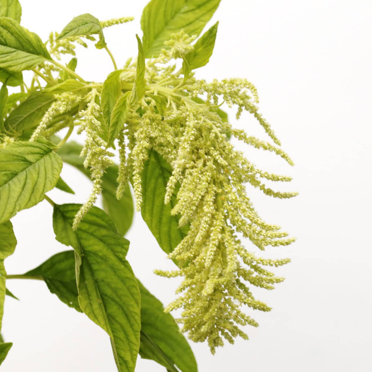 Close-up of hanging green amaranthus flowers and green leaves
