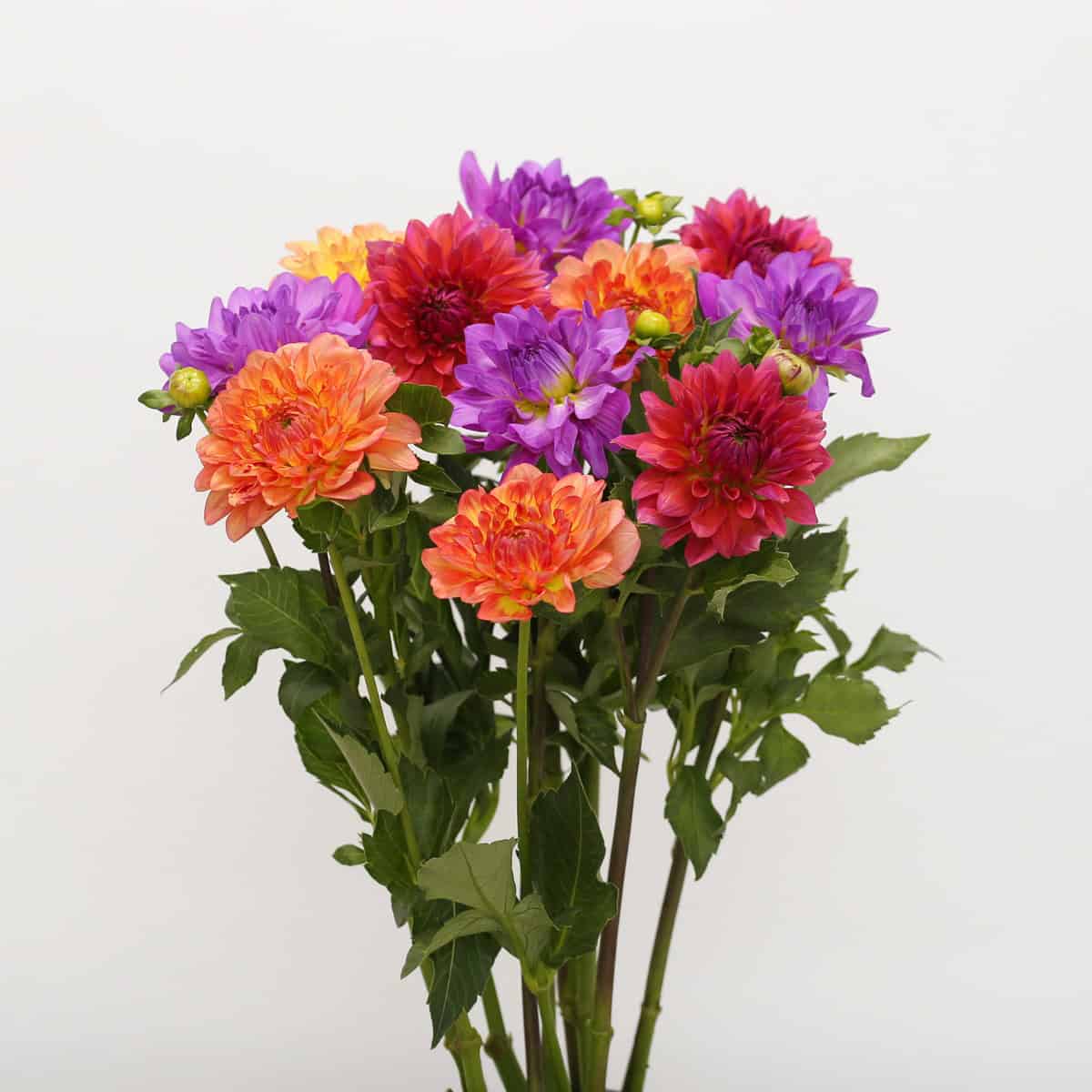 Colorful assorted bulk dahlias in purple, orange and red