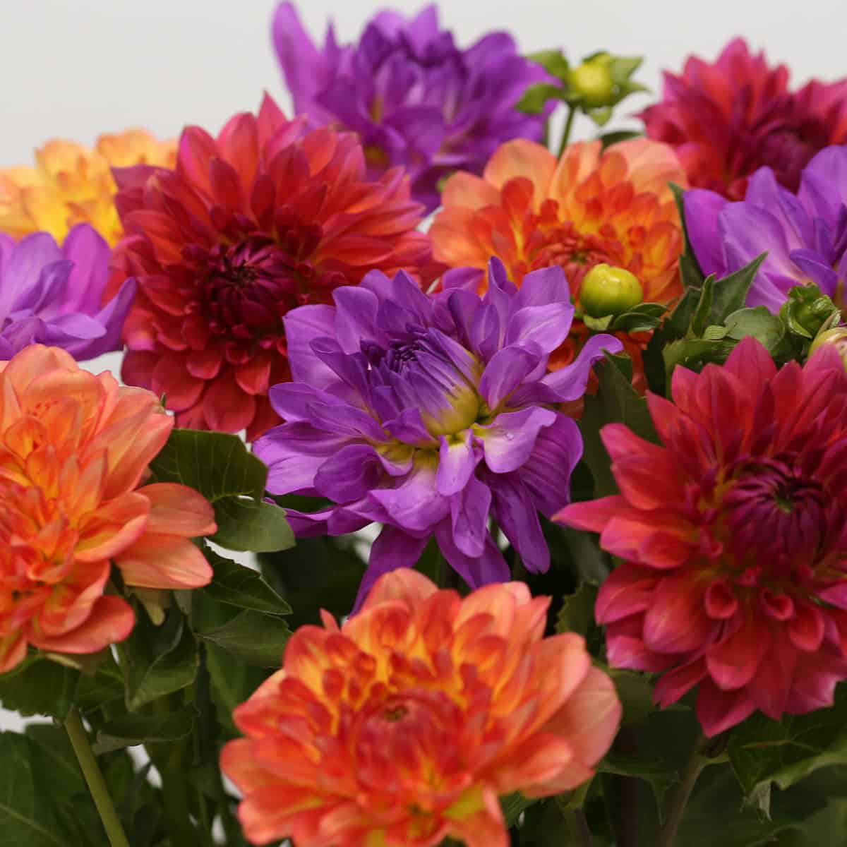 Close-up of colorful assorted dahlias in purple, orange and red
