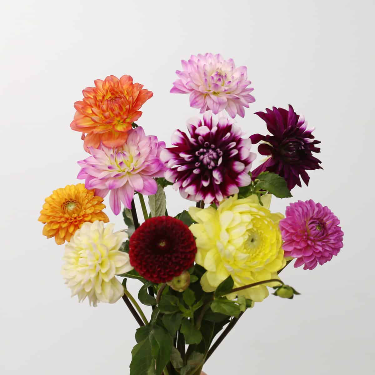 Mixed color assorted bulk dahlias with pink, yellow, burgundy and orange blooms