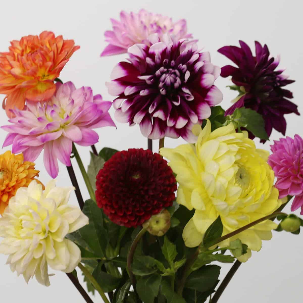 Close-up of mixed color assorted dahlias