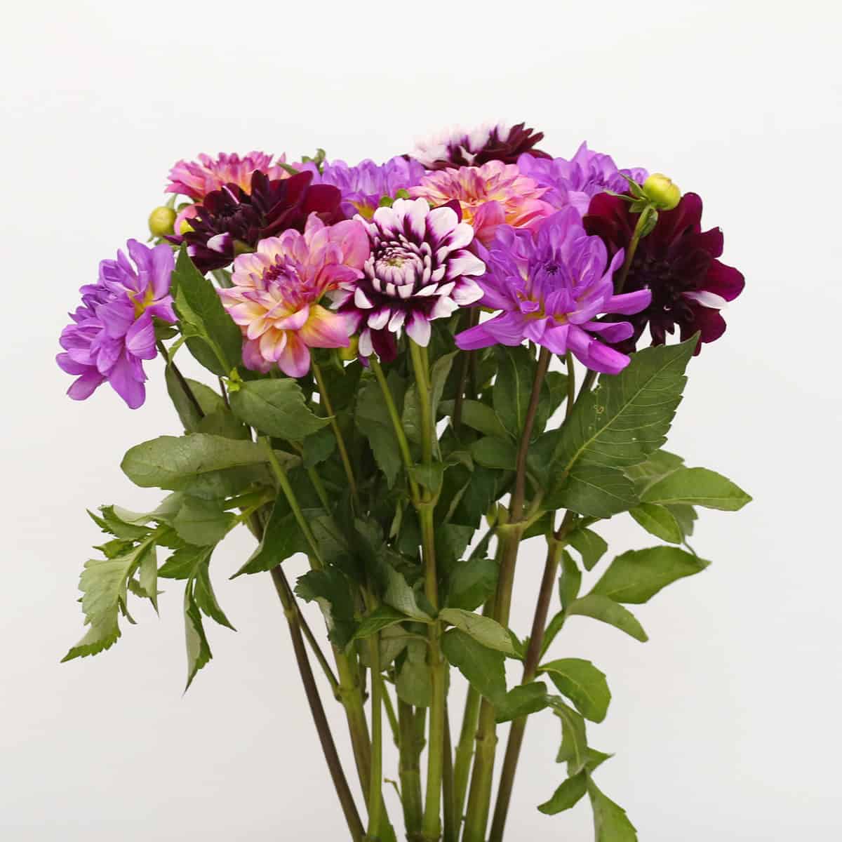 Assorted bulk dahlias in pink, mauve and burgundy colours