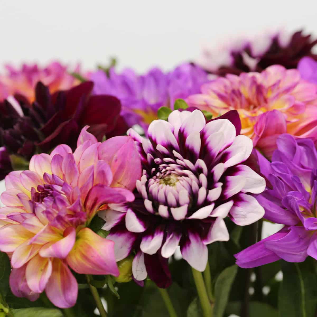 Close-up of assorted pink, mauve and burgundy dahlias