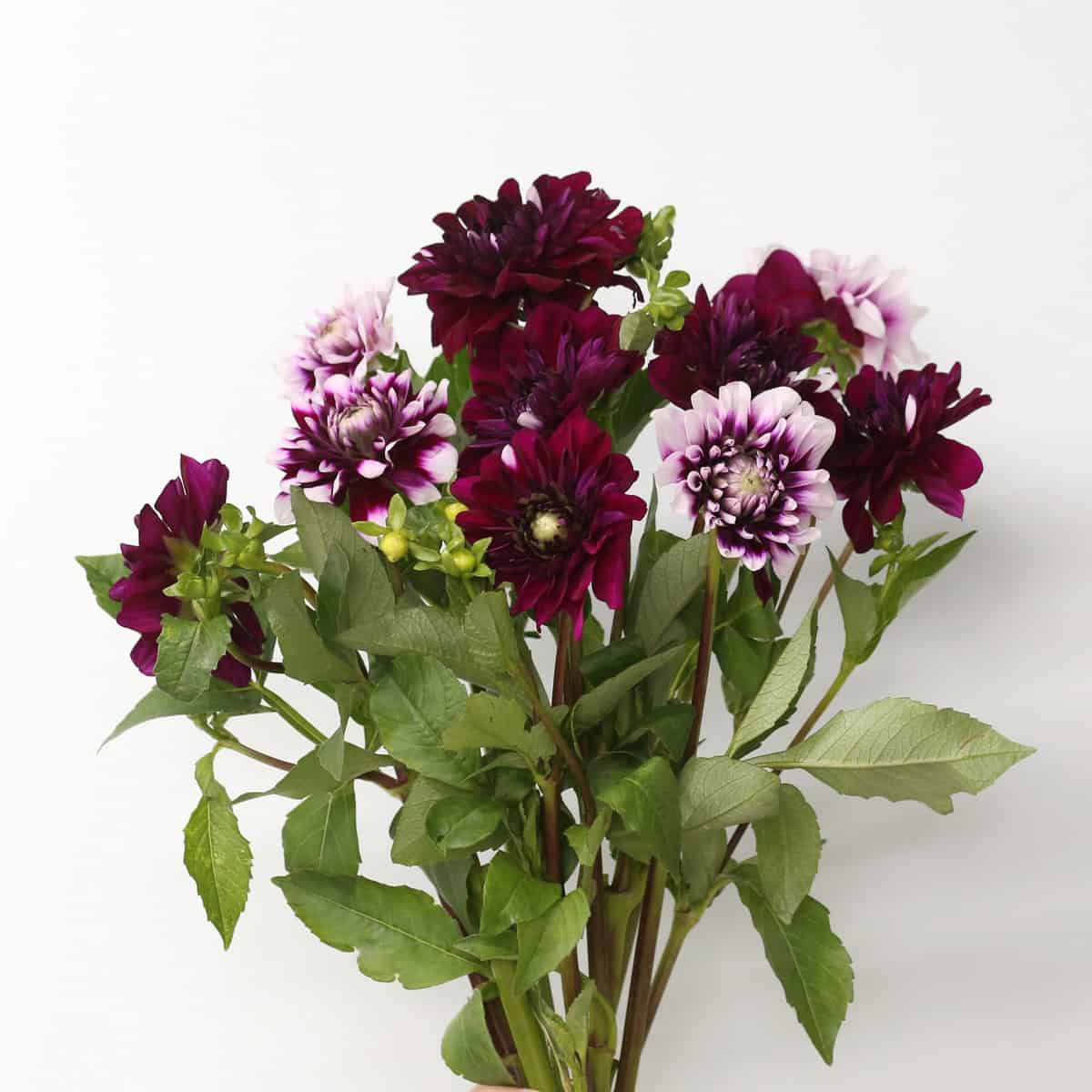 Dark mauve bicolor dahlia bunch with natural color variations