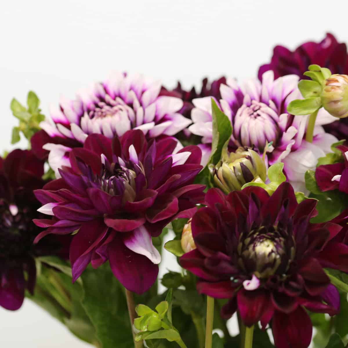 Close-up of dark mauve and white bicolor dahlias