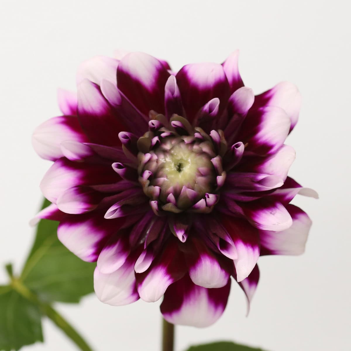 Dark mauve bicolor dahlia flower with pale petal tips