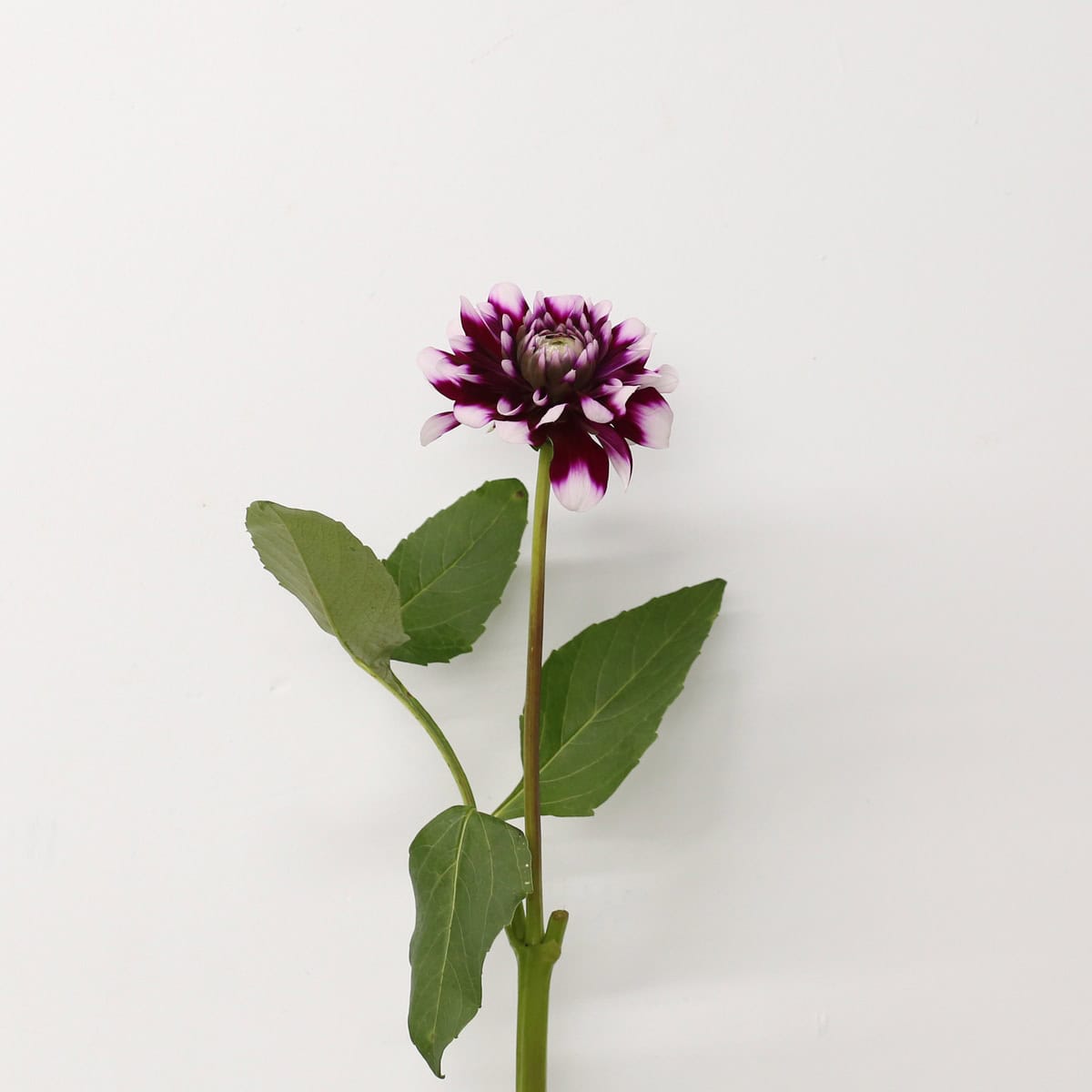 Locally grown dark mauve bicolor dahlia stem