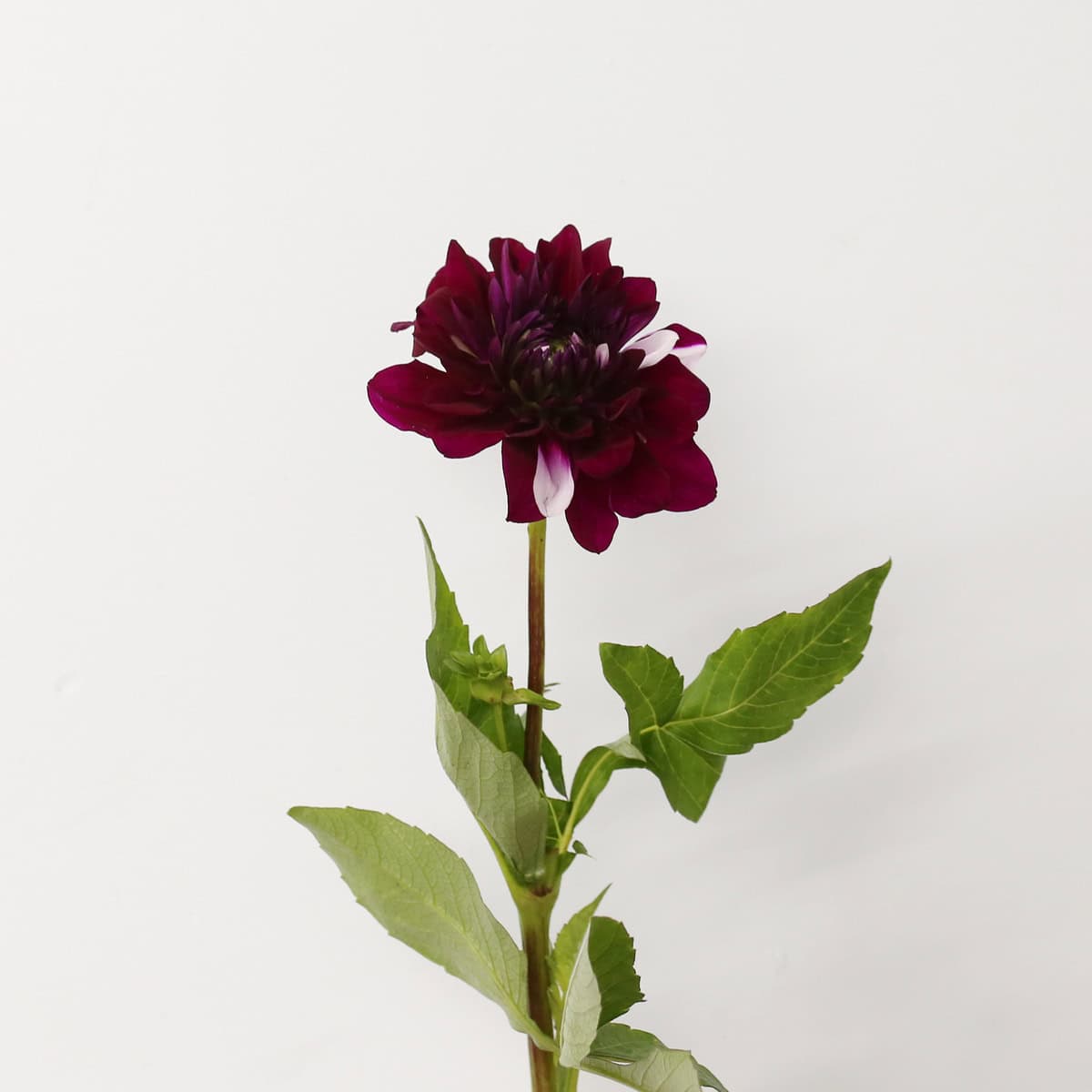 Dark mauve dahlia stem showing a mostly purple color variation