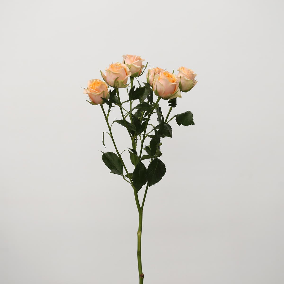 Single stem of Fibonacci peach spray rose with multiple peach blooms