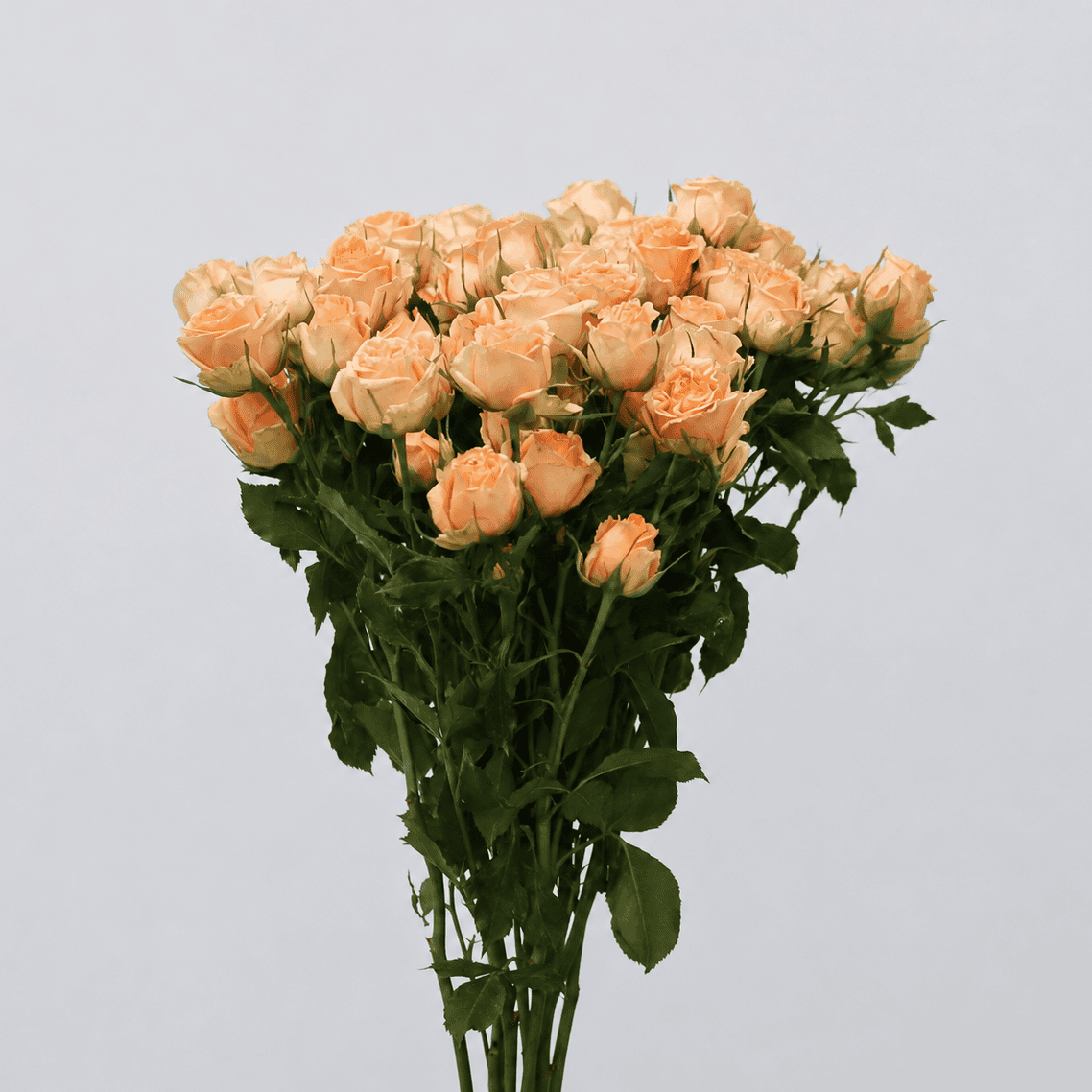 Bunch of Fibonacci peach spray roses with multiple blooms per stem