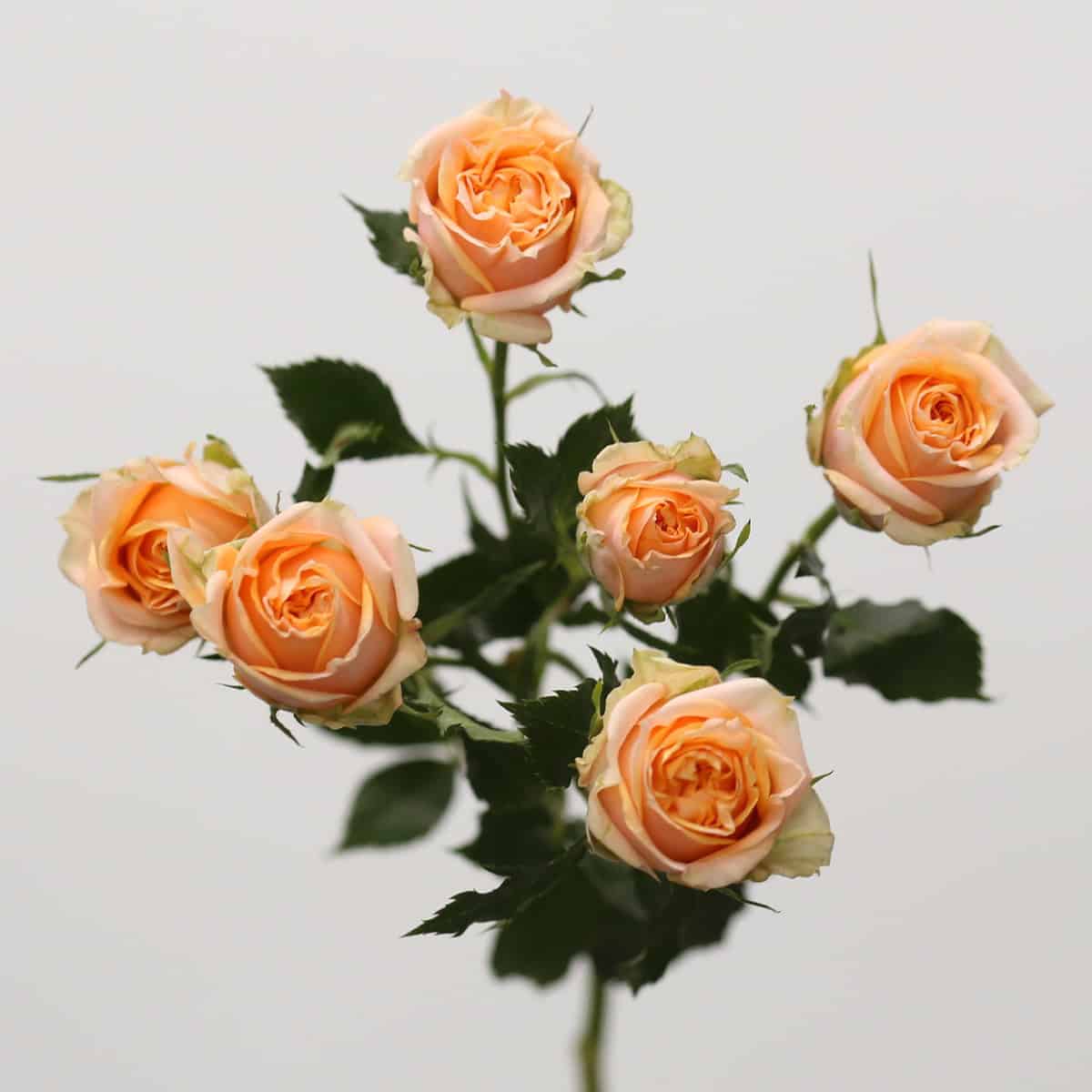 Close-up of Fibonacci peach spray rose blooms showing their layered petals