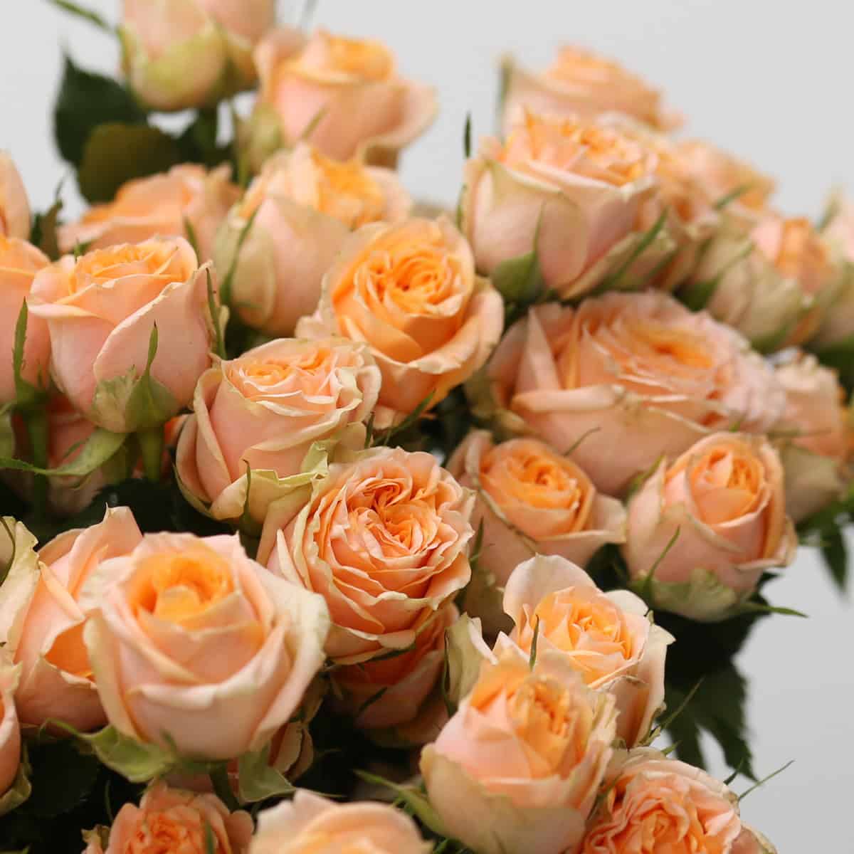 Fibonacci peach spray roses in a close-up cluster showing soft peach blooms