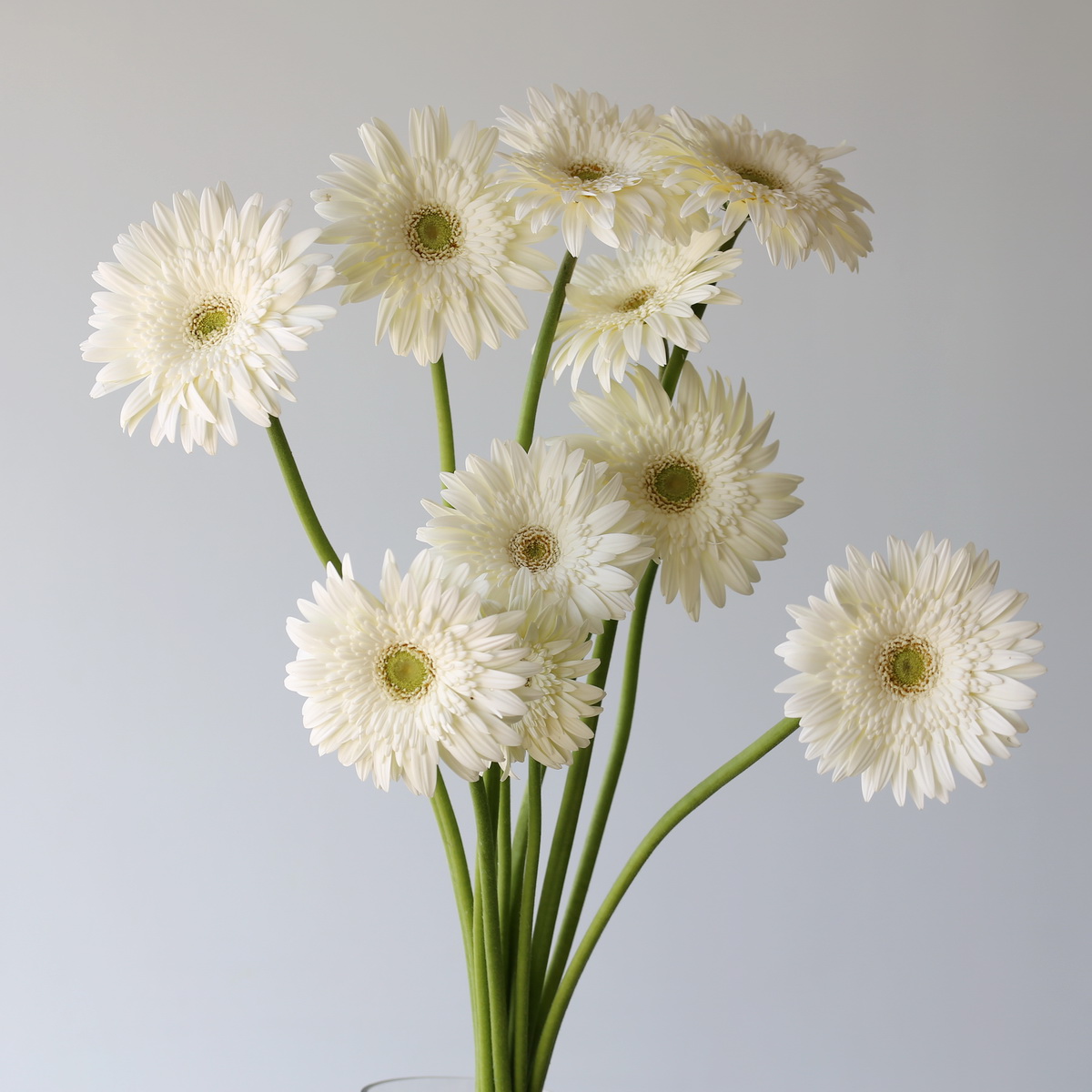 White Gerbera Balance bunch bulk flowers