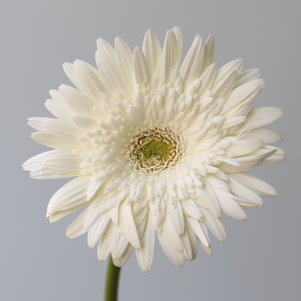 White Gerbera Balance flower close-up with green center