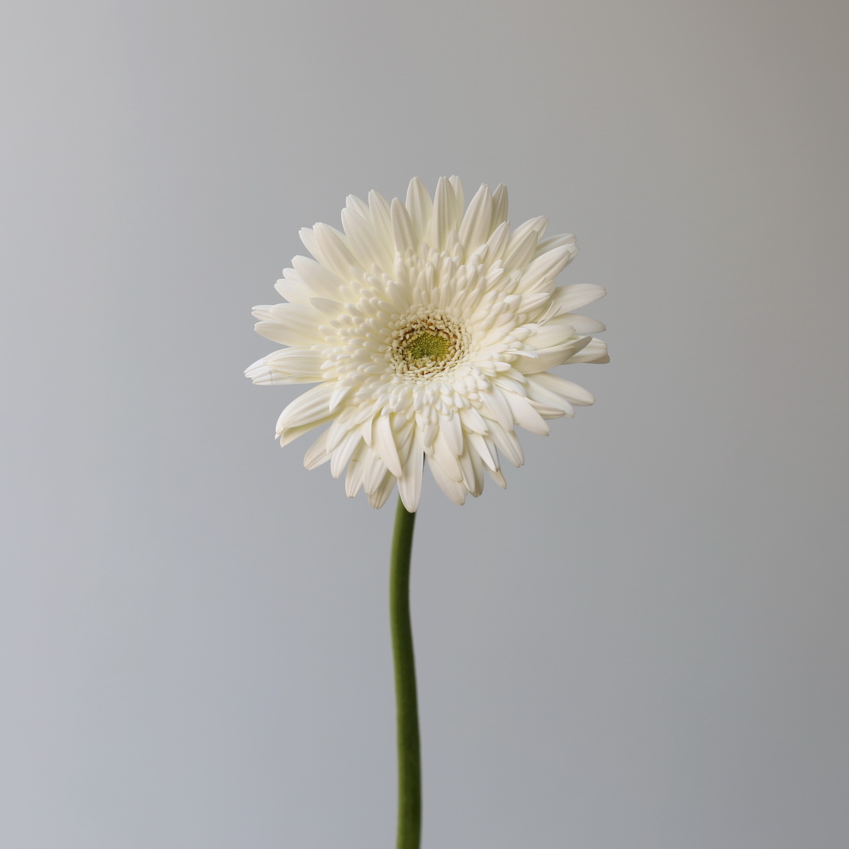 White Gerbera Balance single stem bulk flower