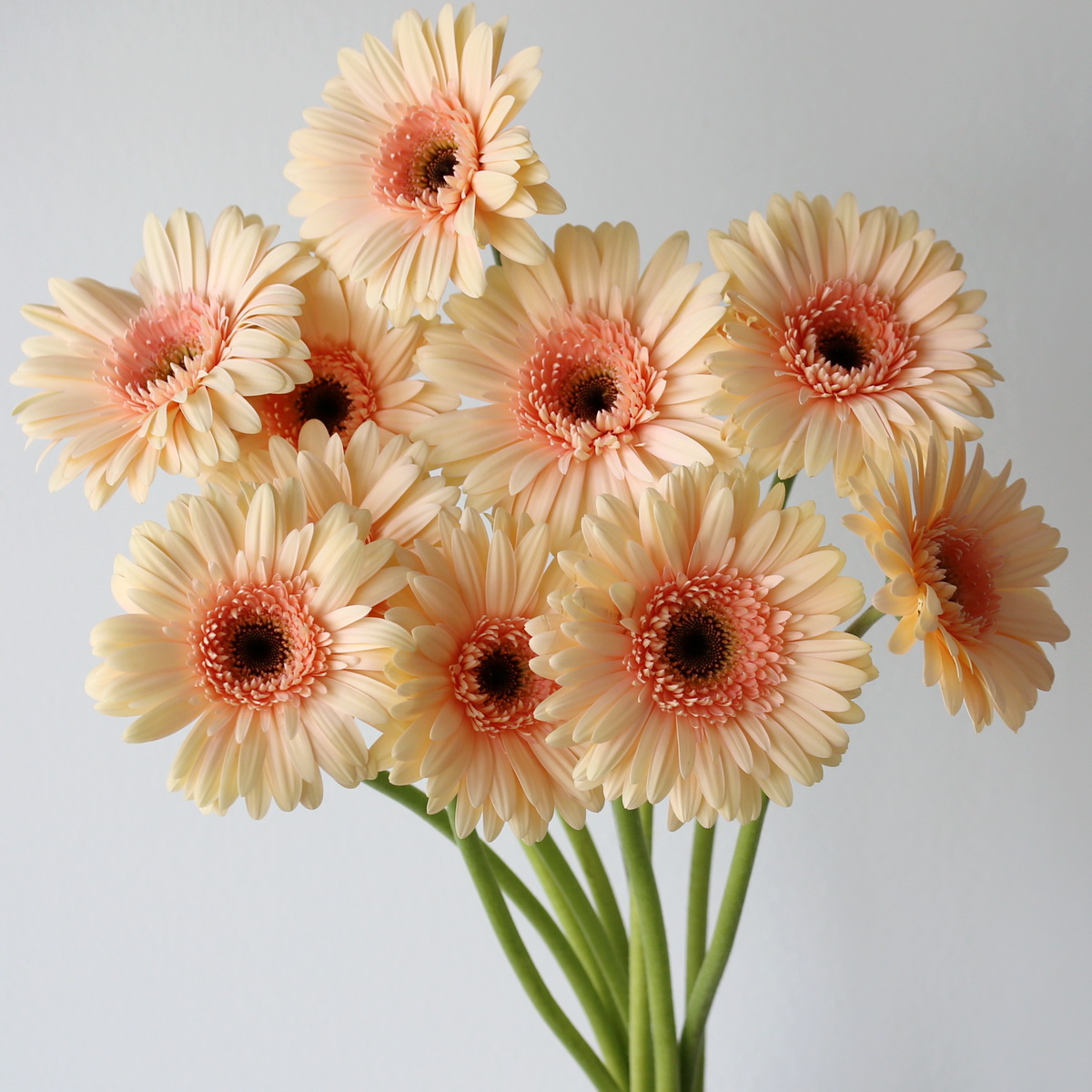 Gerbera Café del Mar peach flowers in a bunch