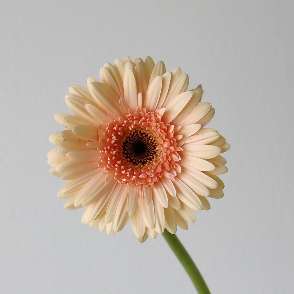 Close-up of Gerbera Café del Mar peach flower