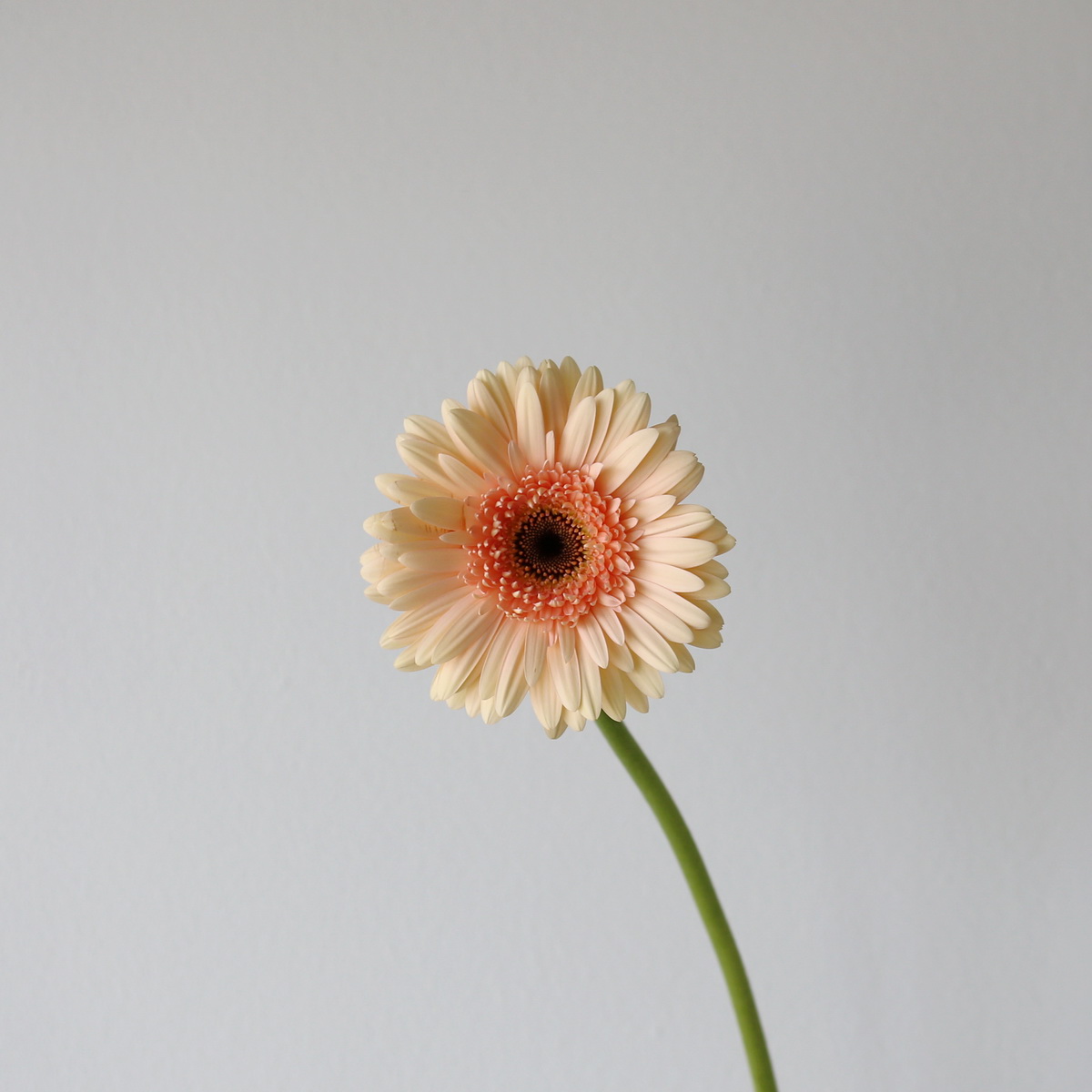 Gerbera Café del Mar peach single stem flower