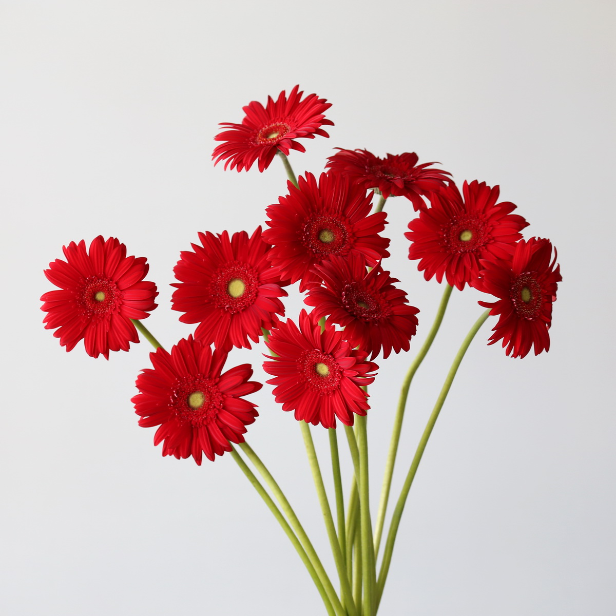 Gerbera Carambole red flowers in a bunch