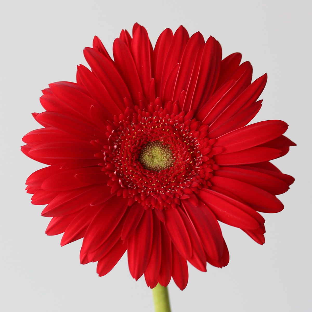 Close-up of red Gerbera Carambole flower